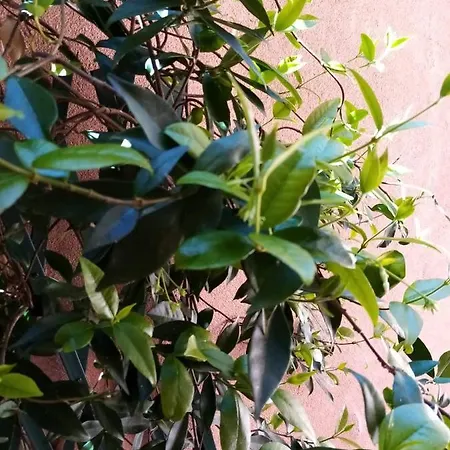 Apartmán Biennale Flat